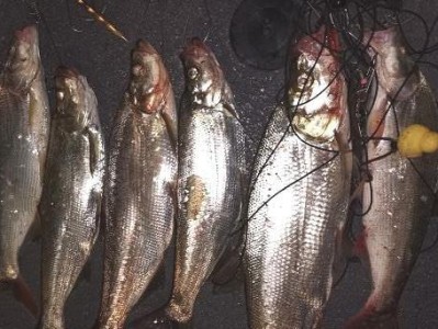 凌晨三四点，路亚好钓鱼吗？（探究凌晨三四点钓鱼的最佳时间及技巧）