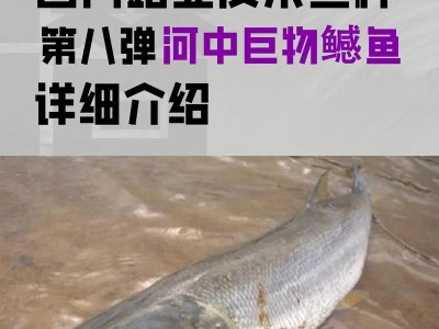 以路亚在没鱼的河中钓鱼——探索技巧与技术（重拾乐趣，提升成功率，让无鱼的河流充满惊喜）
