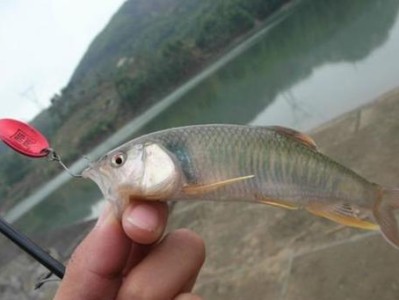 路亚野河钓鱼的最佳饵料选择（探讨路亚野河钓鱼中的最佳饵料选择以提升钓获率）