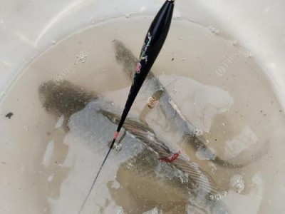 内河钓鱼利用路亚无浮标技巧（探索内河钓鱼新方法，让路亚无浮标技巧带来意想不到的收获）