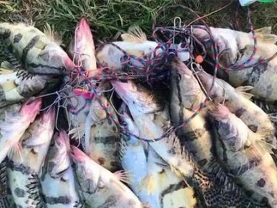 活虾钓鱼的技巧和策略（挑选合适的活虾是路亚钓鱼的关键）