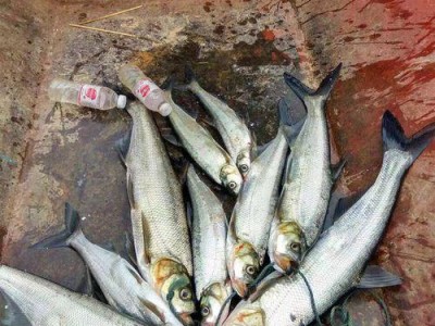 黄河路亚钓鱼的饵料选择（了解黄河路亚钓鱼所需饵料的关键）
