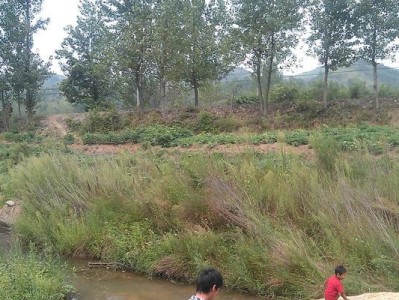 河边游泳捉鱼的原始生存技巧（掌握技巧饱食一夏）