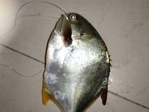 探寻观澜河路亚钓鱼的最佳钓点（深入挖掘观澜河流域内的宝藏地点，寻找理想的路亚钓鱼点）