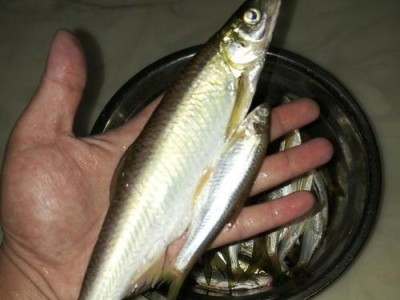 路亚竿钓鱼大鱼马口白条的绝佳选择（解析路亚竿在马口白条钓鱼中的优势和技巧）