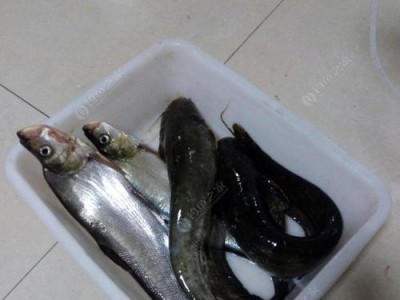 探访黄河滩上的路亚钓鱼乐趣（体验沿黄河滩钓鱼之旅，探寻路亚钓鱼技巧的新途径）