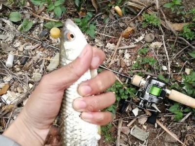 小河钓鱼，路亚vs.手竿（小河里钓鱼，挑选最佳钓具的关键）