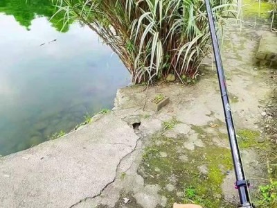 钓鱼人多对路亚开口的影响（探讨钓鱼人数量增加对路亚方式钓鱼的影响及应对方法）