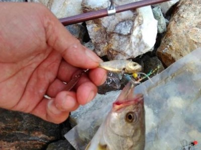 临平钓鱼路亚鲈鱼野外钓点攻略（揭秘临平钓鱼路亚鲈鱼的绝佳野外钓点，让你轻松享受钓鱼乐趣！）