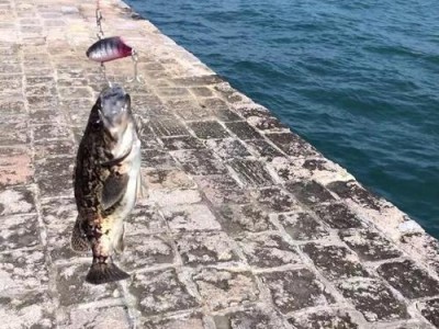 海边钓鱼路亚，掌握钓鲤鱼的技巧（学习钓鲤鱼的关键，提高钓鱼技巧）