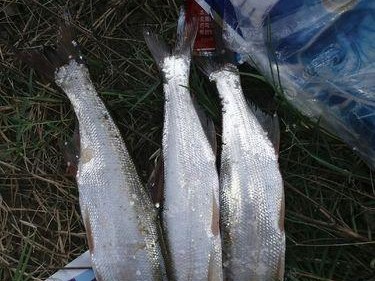 路亚钓鱼大翘嘴的最佳饵料选择（探索大翘嘴的喜食偏好，提高路亚钓鱼的成功率）