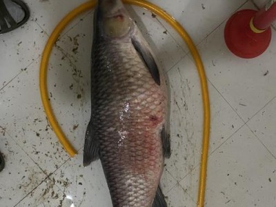 探究路亚活泥鳅钓鱼无反应的原因（从鱼群活动、水质影响和技巧选择等方面分析）