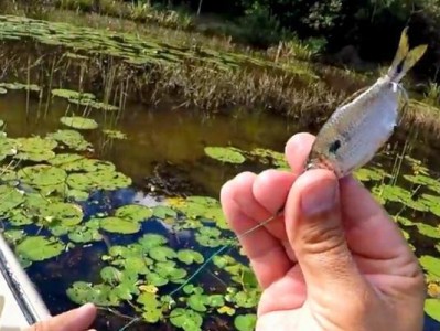 用路亚竿配合鱼漂钓鱼的技巧（提升钓鱼成功率的关键方法）