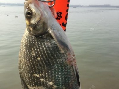 长江冬季钓鱼的最佳选择——以路亚（探究以路亚在长江冬季钓鱼中的独特魅力）