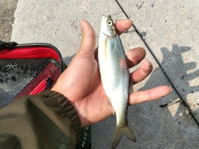 以路亚白条的最佳钓鱼时段（探寻白条鱼最活跃的时间，提升钓鱼成功率）