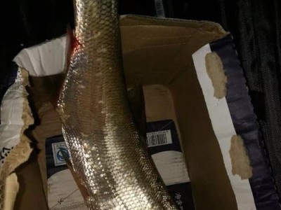 探秘丹金溧漕河路亚钓鱼点的鱼情（揭秘丹金溧漕河路亚钓鱼点的鱼种丰富）
