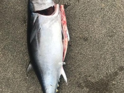出海钓鱼为什么主要使用路亚？（探讨路亚在出海钓鱼中的优势和适用情况）