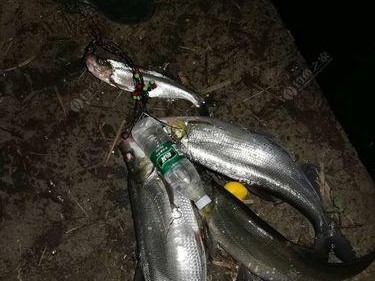 夜钓路亚没口？解决方法大揭秘！（挑战夜晚无鱼情况，掌握这一关键技巧！）
